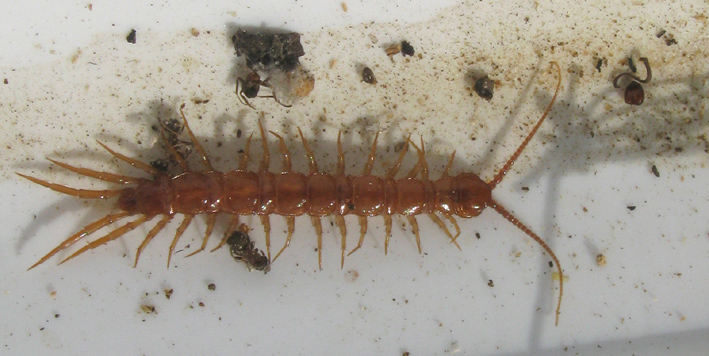 trenta piedi (Lithobius sp.)